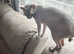 Dobby - Friendly Blue-Cream Sphynx Boy - &pound;800