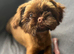 Shih Tzu dogs need rehoming