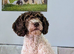 Spanish Water Dog KC register