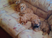 Shih Tzu puppies