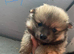 4 beautiful pups looking for their forever home
