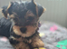 Ready now Yorkshire/Biewier terrier