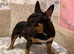 Black tri miniture bull terrier