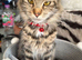 Maine coon kitten 1 brown girl left!!