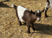 Pygmy wether kids