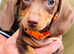 Beautiful miniature dachshund puppies