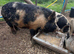 1 year old Kune kune/ Juliana gilt