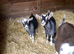 Pygmy Goat (wethers )