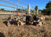 Pedigree Kune Kune piglets