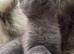 Princess Leia beautiful bsh mix