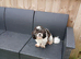 9 month old female Shih tzu