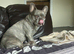 Male French bulldog