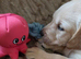 1 stunning male Goldador pups left