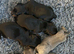 Dachshund puppies