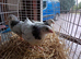 Three lovely female light Sussex bantam 3 months old