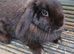 Adult female minilop bunny