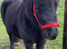 Beautiful SPSBS Registered Shetland Mare