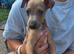 Beautiful italian-greyhound puppies