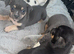 Pocket bully cross