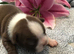 Boston terriers in Scotland