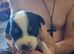 Jack Russell Pups Hastings