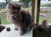 Maine Coon Female - Blue Smoke