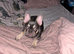 5 month old French bulldog kc reg
