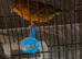 5 canaries needing new home