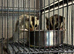 Baby girl and boy sugar gliders