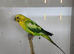 2 pair of black wing budgies