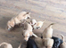 KC Labrador pups ready for homing now.