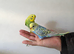 Super silly hand tamed baby budgies