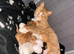 5 beautiful kittens