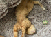 3 years old ginger Tom - neutered