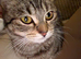 Male and female cat