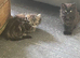 Rare Ragdoll x kittens