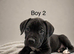 Cane corso