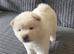 Chunky Chow Chow Pups Home Raised, Ready Soon