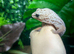 Oreo Patternless Fat Tail Gecko at Birmingham Reptiles