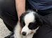 Collie cross Jack Russell