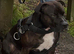 3yr old loving Staffy for Sale