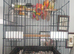 2 pine apple semi tamed conurs