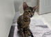 TICA Savannah F4 - last boy available