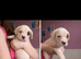 American Bulldog x Staffie x Beagle/Bloodhound Puppies – Both Parents Family Pets