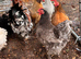 Bantam hatching eggs