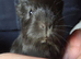 Beautiful female guinea pigs
