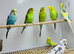 Budgies