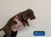 Dachshund