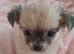 Long Coat Chihuahua puppies