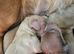 Cream Standard Longhaired Dachshund Puppies
